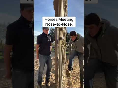5 More Horse