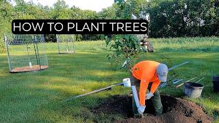 Tree Planting Done Right | Step-By-Step
