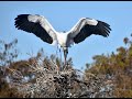 Nesting Birds at Wakodahatchee Wetlands 2021 Delray Beach, Florida