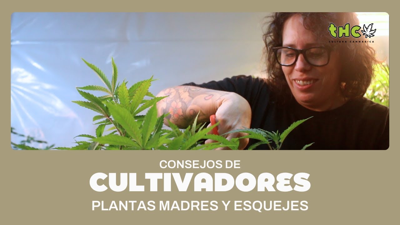 5 CONSEJOS para seleccionar plantas y mantenerlas 🌿