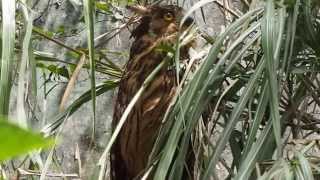 1040813台北市動物園黃魚鴞1