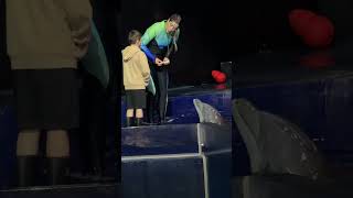 #alisa #hanson #atlanta #georgia #aquarium #springbreak2026 #dolphin  #hansonalisa