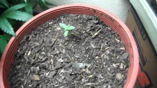 2 Plants going into transition for flower