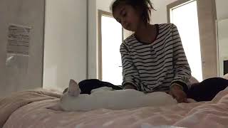 Comment Arreter Les Montees De Lait Chez La Chatte