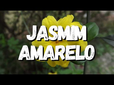 Vídeo: Jasmim Amarelo - Propriedades úteis E Uso De Jasmim Amarelo, Cuidado. Jasmine Indoor
