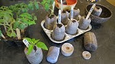 How to Plant Tomato Seeds Indoors - A Complete Guide - Sowing Seeds to