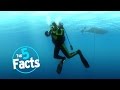 Top 5 scuba diving facts