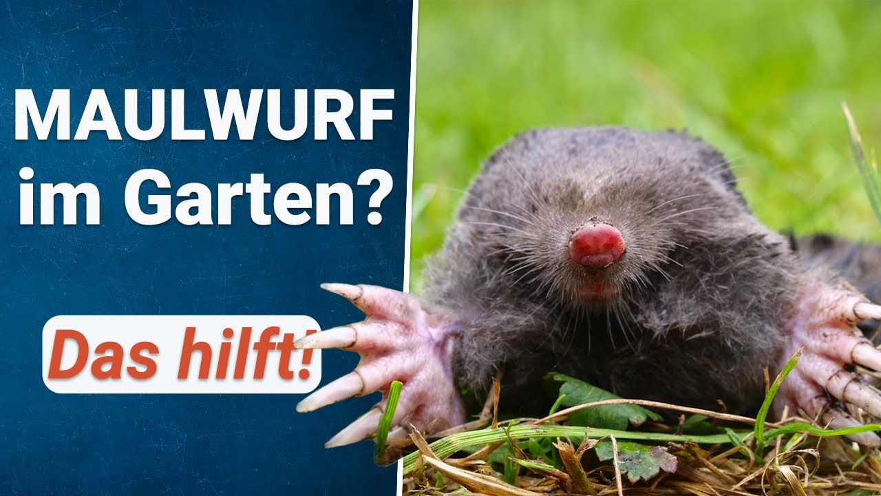 Maulwurf fangen Lebendfalle kaufen