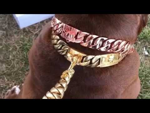 hulk pitbull gold chain