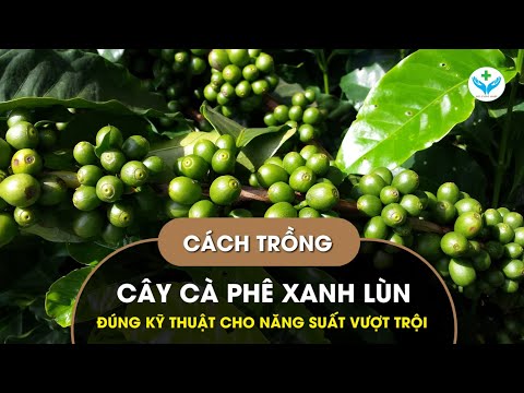 Video: Thông tin về cây cỏ Beargrass thông thường: Tìm hiểu về cách trồng cỏ Beargrass thông thường trong vườn