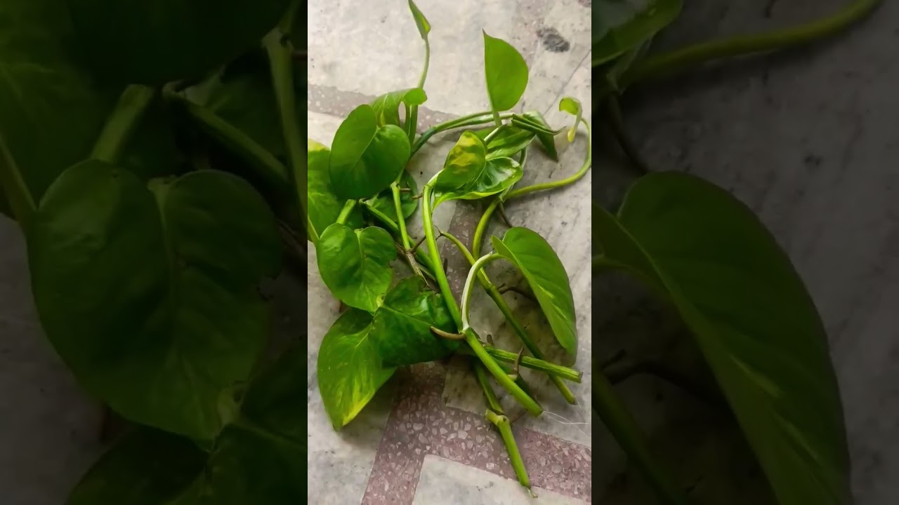 🌱जरूर सुने मन को सुकून मिलेगा, जब कुछ ना कर पाओ🪴💐💯👍 ||#garden #plants #poetry #poem #love #shorts