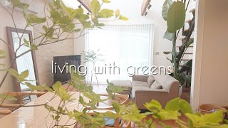 [living with greens～緑のある暮らし～]　ドウダンツツジ/グリーン/豊かな暮らし