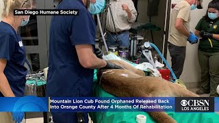 Mountain Lion Cub Found Orphaned Released Back Into Orange County After 4 Months Of Rehabilitation
