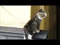 子猫がおっこちたのか?鳴き叫ぶ子猫に母猫の取る行動