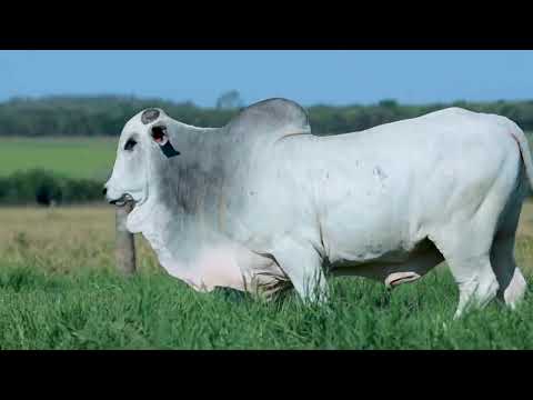 LOTE 23 - 10ª SEMANA PRIMAVERA GENÉTICA ADITIVA