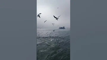 ناسيه هنا ناسيه ايام كانت قاسيه 