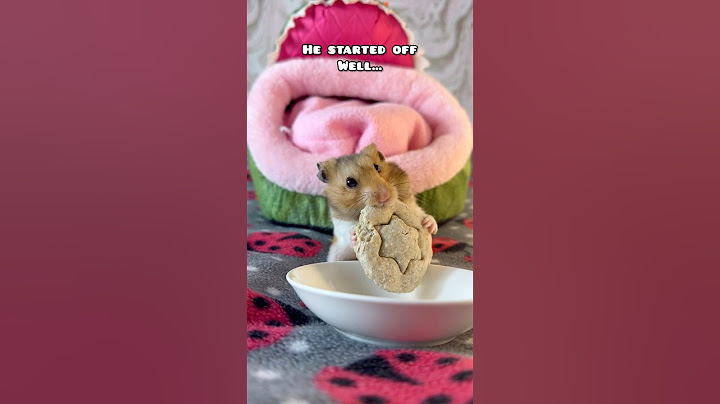 Mr. Teacake Joins The Squid Games… 😮🤭 #shorts #hamsters #pets #pet #squidgame