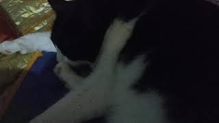 Говорят что коты не храпят. Ну,ну! Говорят что коты не храпят. Ну,ну!