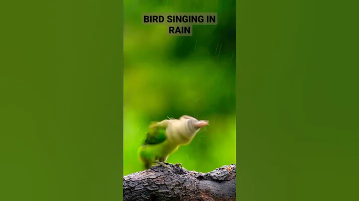 Bird Singing in Rain and Enjoy at His Best - DayDayNews