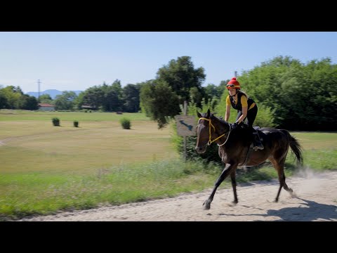 Videó: Angol Telivér Lófajta Hipoallergén, Egészségügyi és Élettartamú