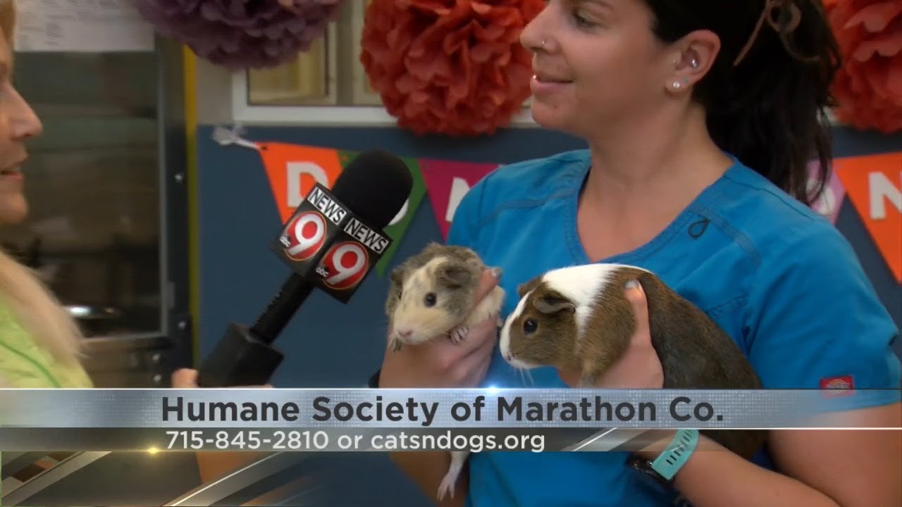 Pet Saver: Pair of guinea pigs