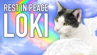 Until We Meet Again At The Rainbow Bridge  RIP Loki