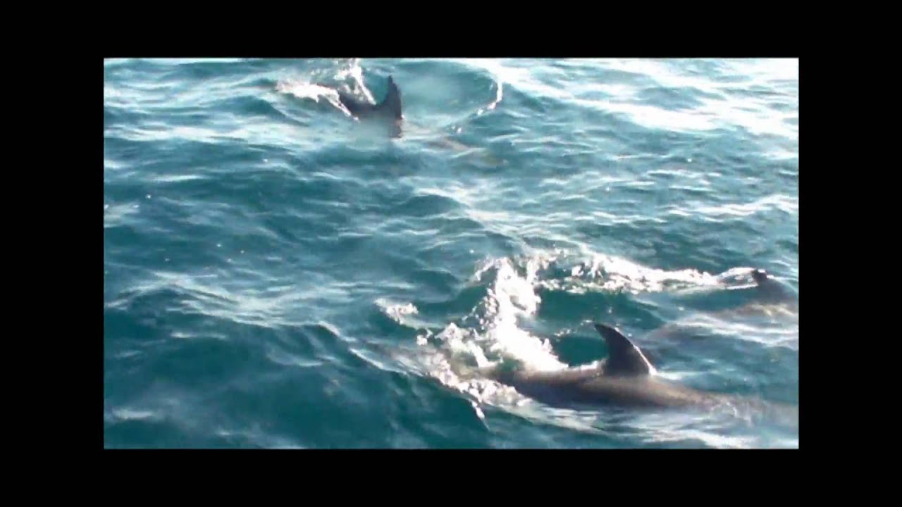 dolphin tours topsail island