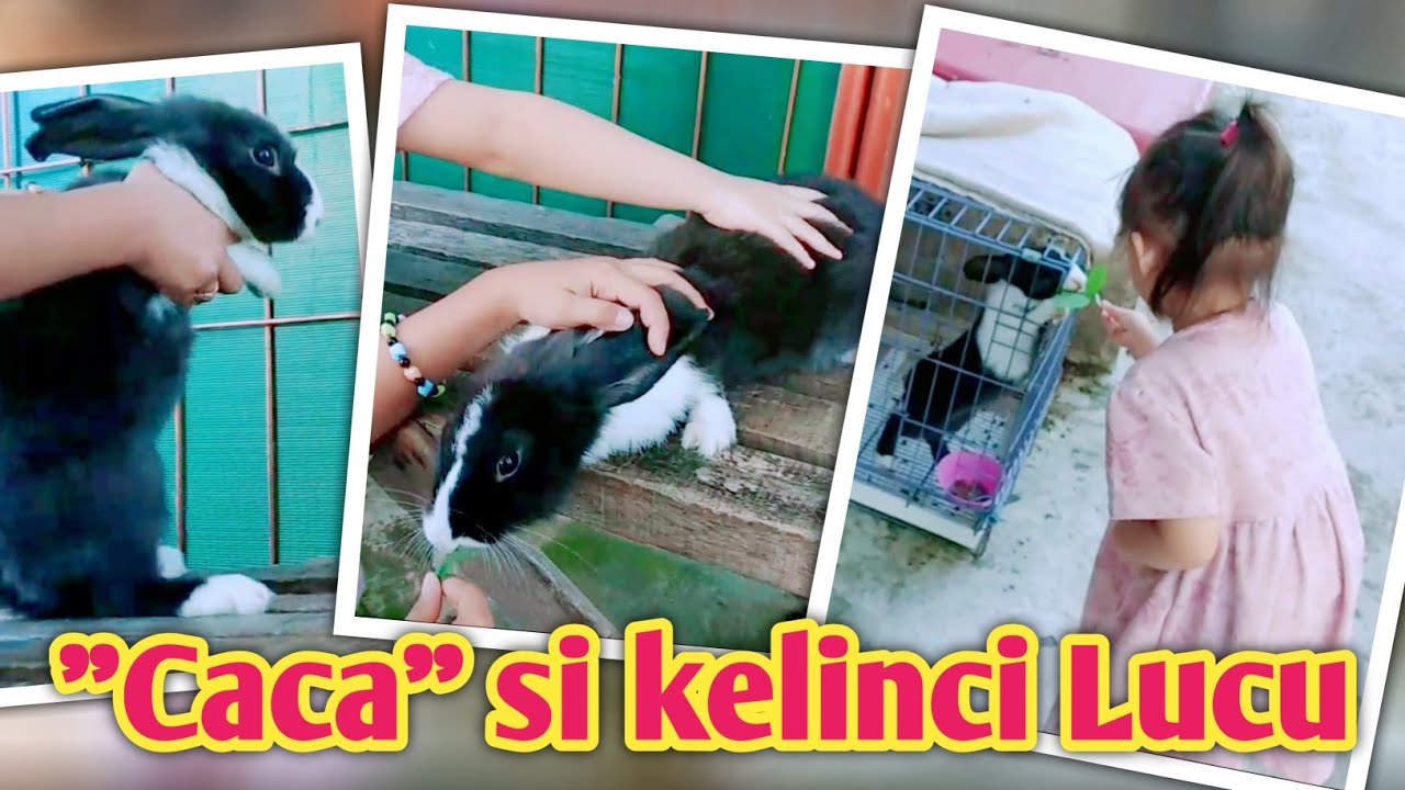 Lihat kelinci yang lucu 💞 lagu anak lompat kelinci 