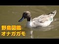 うごく野鳥図鑑　オナガガモ　Pintail