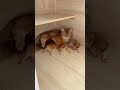 #cat #kitten #cute #funny