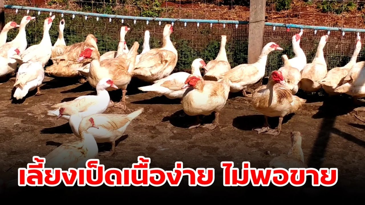 เป็ดเนื้อเลี้ยงง่าย ราคาดีไม่พอขาย #เป็ดบาบารี่ #เป็ดเนื้้อ