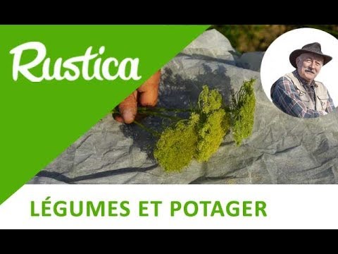 Vidéo: Comment conserver les graines de carottes