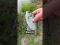 🎣🎣🎣🎣🎣🎣🎣🎣 #fishing #fish #fyp #shorts