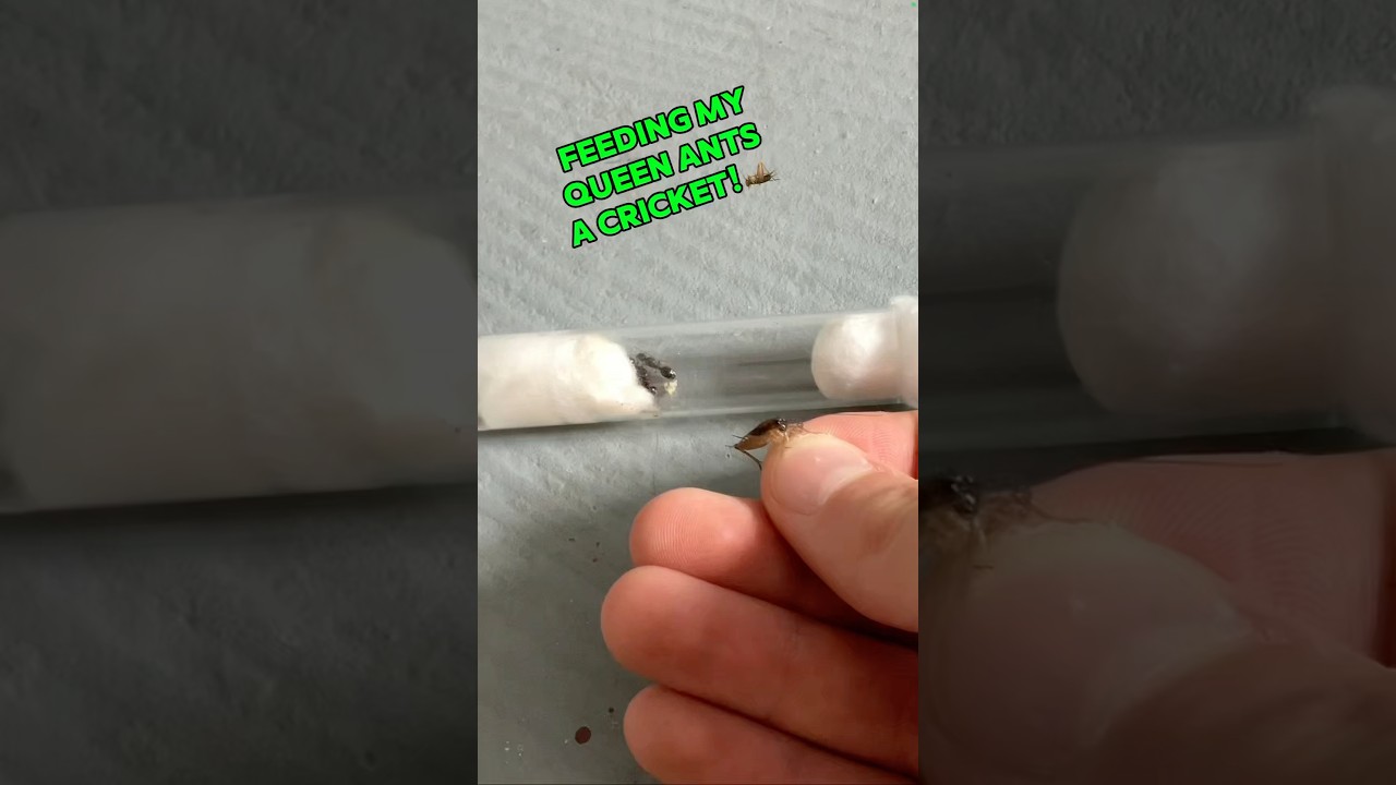 Feeding my queen ants a CRICKET! 