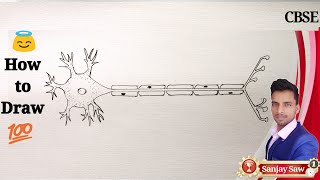 How To Draw Structure of a Neuron Step By Step for Beginners !