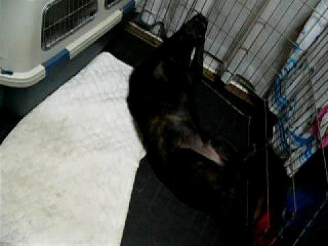 甲斐犬"蓮"が耳コピT-SQUAREを踊ってみた