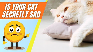 How to Tell if A Cat Is Depressed?