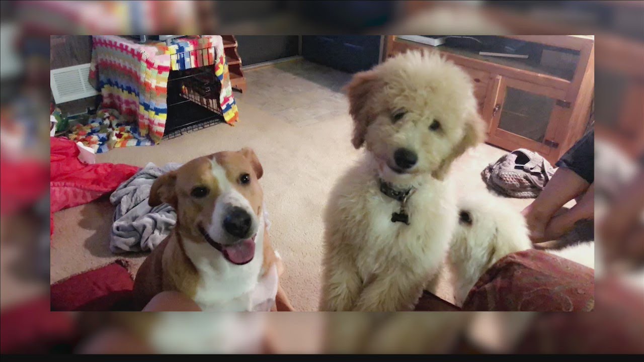 Woman left devastated after dogs killed - YouTube