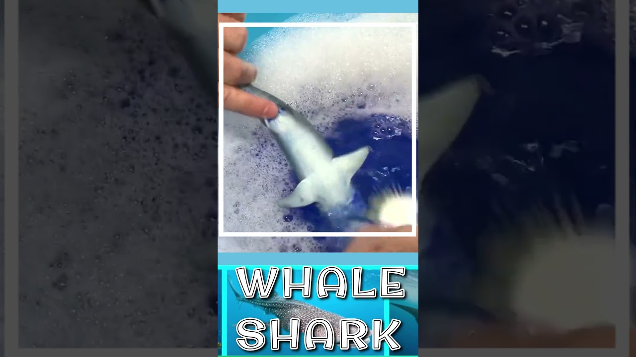 Whale Shark Toy Sensory Fun!  
