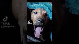 Happy 1St Birthday Reo