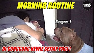 Dogs Of The Day: Hewie's Morning Routine | Cute Pitbull Dogs Life With His Owner #hewiepitbull