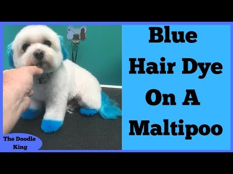 Come fare BLU DEI CAPELLI tinteggiatura sui Maltipoo