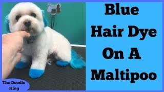 HOW TO DO BLUE HAIR DYE ON A MALTIPOO