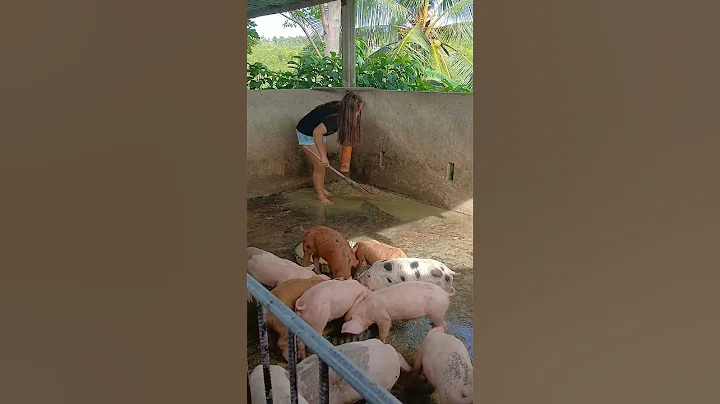 Pig Feed Secrets Every Farmer Should Know #pigfeed #farmlife #pig