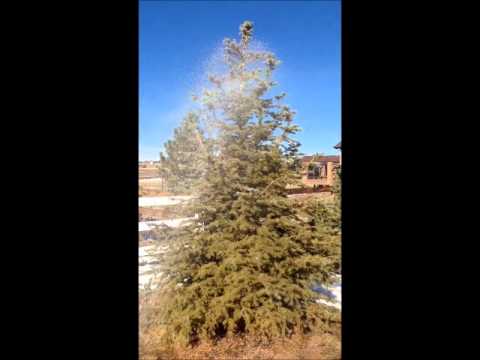 Tree Farm Colorado Winter Watering Heidrich S Colorado Tree