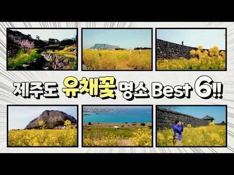 제주도 유채꽃 여행 '유채꽃 인스타감성' 명소 공개 best 6!! 지금 바로 가야 볼 수 있어요!!