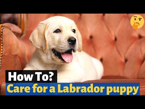 Video: Jak se starat o Lab Mix Puppy