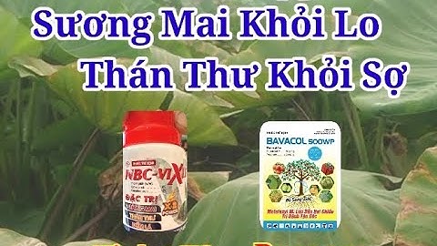 NBC. Vixlet, Bavaco, Anvil. Bộ ba đặc trị sương mai, thán thư. Cây khoai môn sáp.