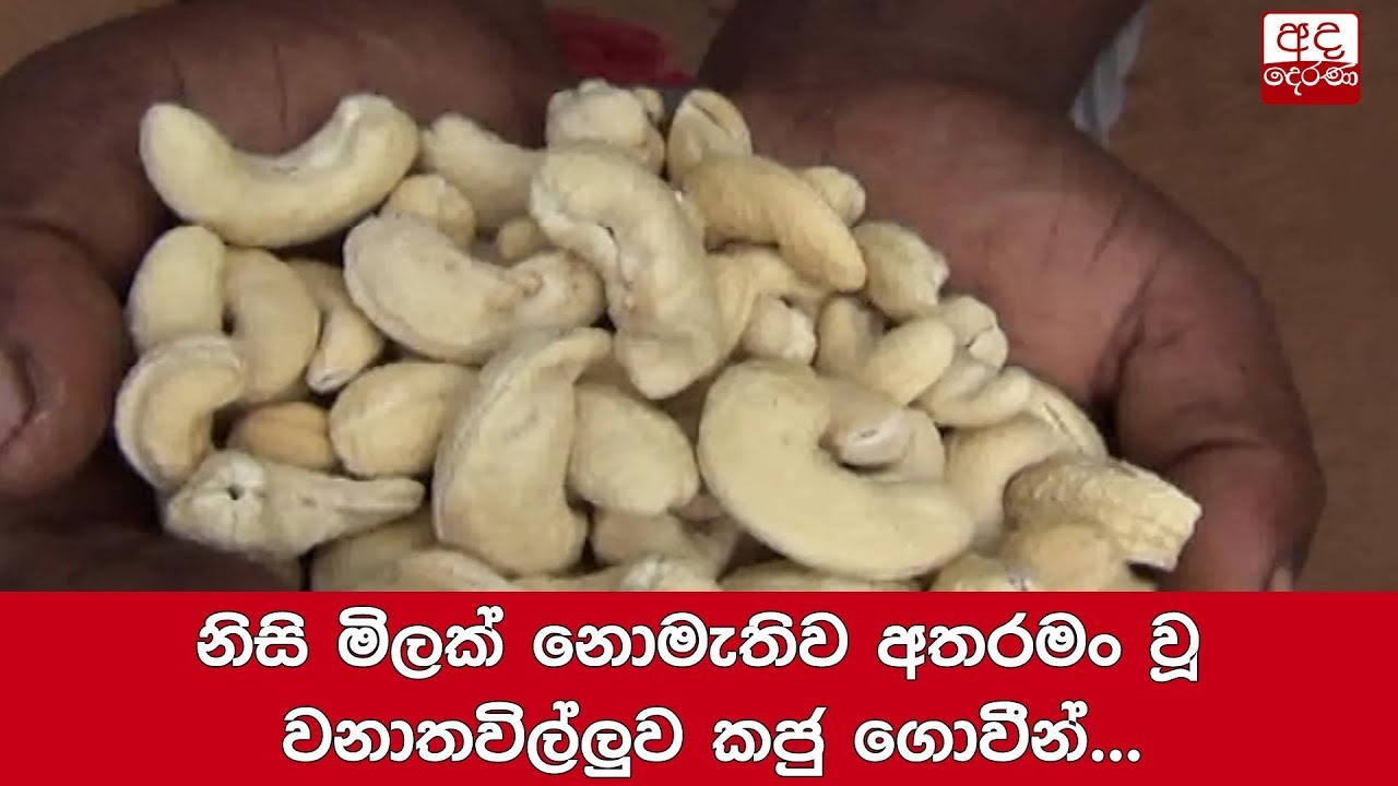 breaking free නිසි මිලක් නොමැතිව අතරමං වූ වනාතවිල්ලුව කජු ගොවීන්...