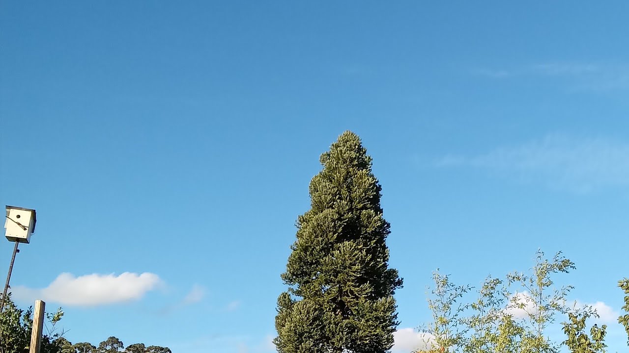 natural morning  birds sound is live!